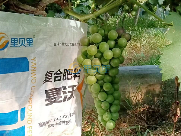 葡萄树施什么肥料最好-宴沃葡萄