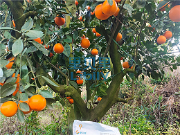 叶面肥的品牌，柑橘种植户力荐里贝里