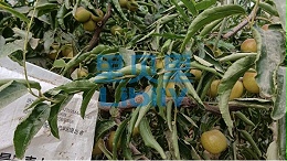 冬枣施肥指南！就看这篇