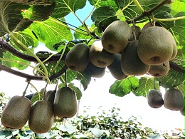 猕猴桃用什么肥料好？如何解决落果、裂果问题