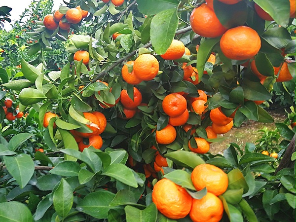 磷酸二氢钾怎么使用-柑橘