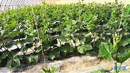 冬季大棚黄瓜如何施肥？