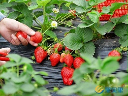 水溶肥在草莓上怎么使用？