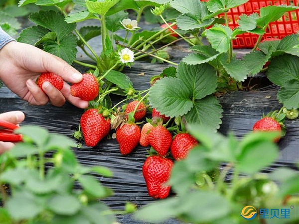 草莓施肥用什么肥料好