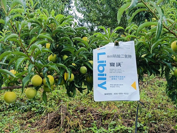 贵州班老板蜂糖李