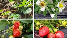 草莓需要什么肥料？9月草莓定植期这样施肥