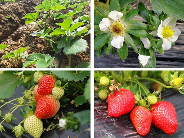 草莓需要什么肥料