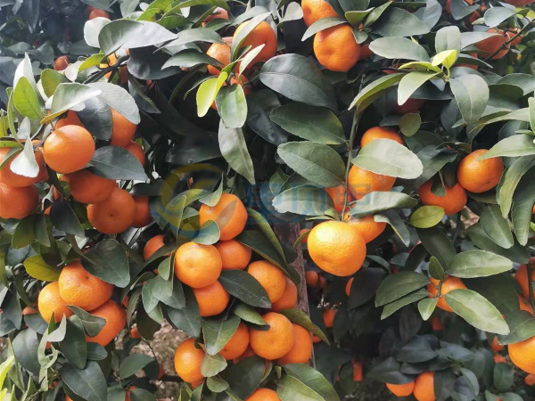 水溶肥-宴沃柑橘