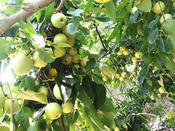 生根剂-梨树