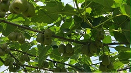猕猴桃膨大期用什么肥好？