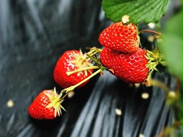 草莓专用肥，让施肥更简单