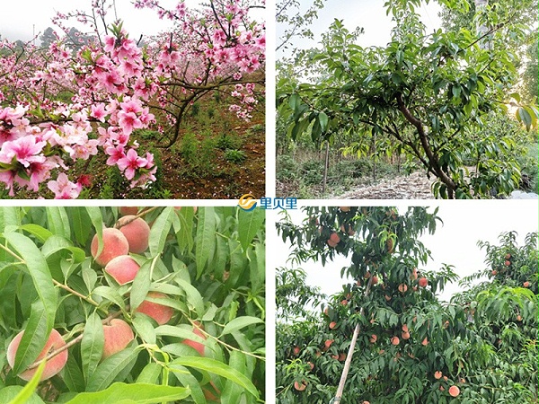 桃树用什么肥料好？