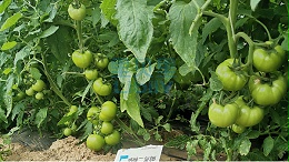 水溶肥，提高番茄产量的不二之选