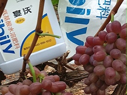 宴沃水溶肥在葡萄上的效果如何？