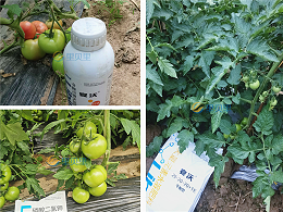 种番茄用什么肥料好，种植户认可