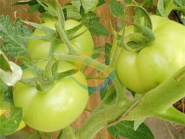 大量元素水溶肥-宴沃番茄
