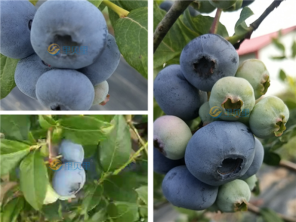 水溶肥-宴沃蓝莓