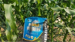 土壤改良做到位，收成品质双提升