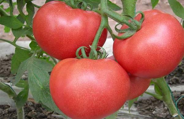 西红柿肥料