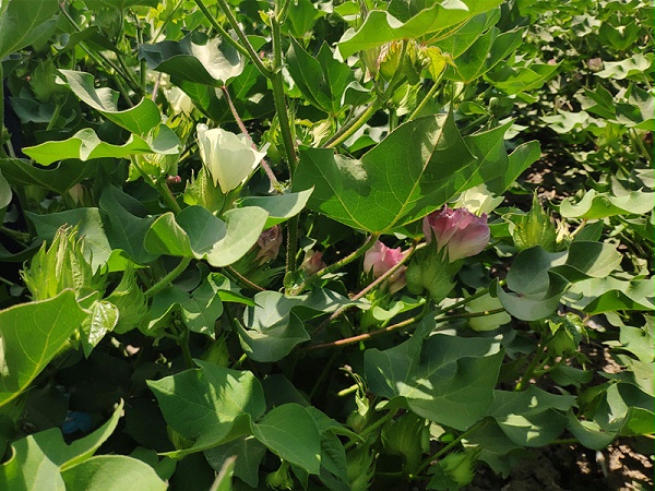 进口水溶肥厂家