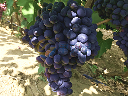 水溶肥提高葡萄产量，种植户见证