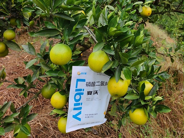 柑橘种植—福建张老板沃柑