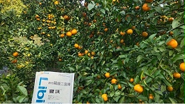 柑橘种植：摸清裂果原因，膨果期做好预防