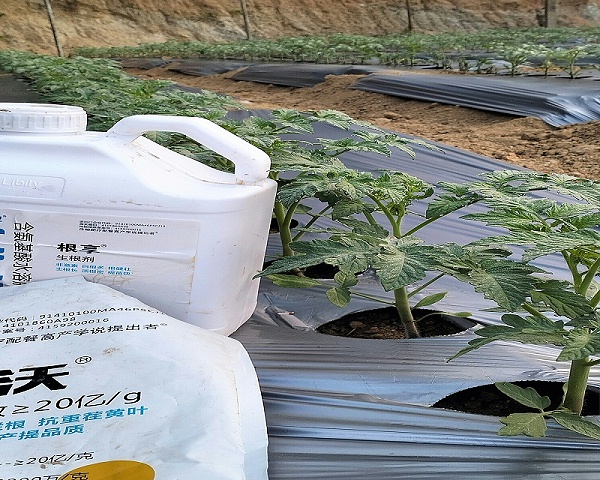 2024.9.1湖南长沙杨老板西红柿定植期；根享生根剂+微生物菌剂；定植缓苗三天，开始冲咱的出苗水黄金套餐，客户反馈他的柿子苗，出苗齐，茎杆粗壮，根系发的好，侧根毛细根多，叶面浓绿 (2)_副本