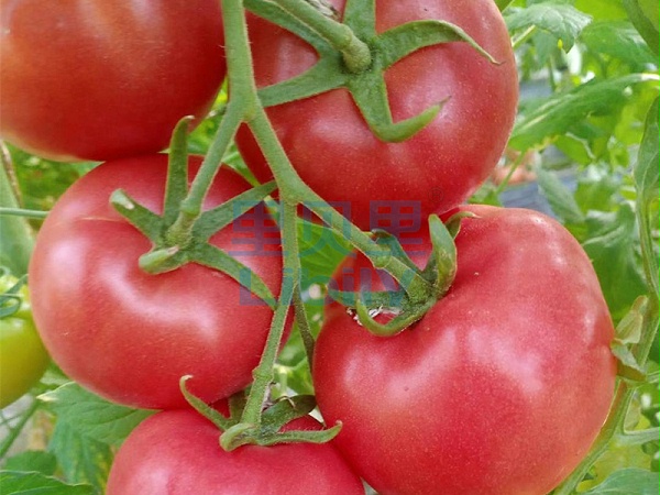 蔬菜肥料-西红柿