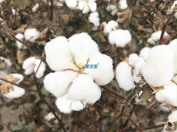 棉花怎么种植