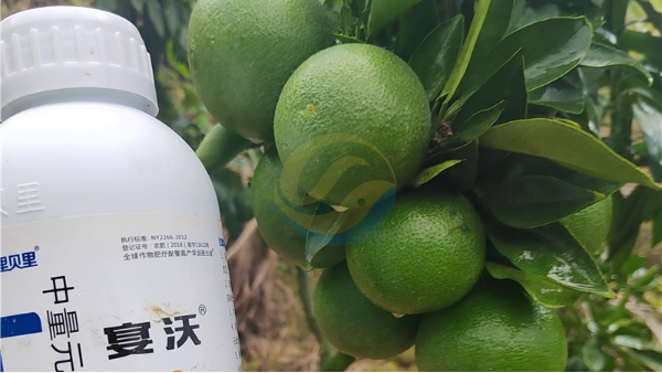 钙肥-宴沃柑橘