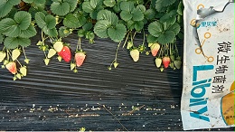 水溶肥，草莓提高成活率的关键