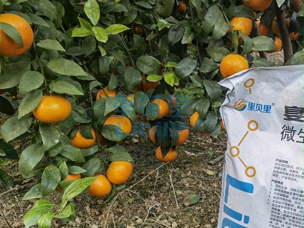 微生物菌剂-宴沃柑橘