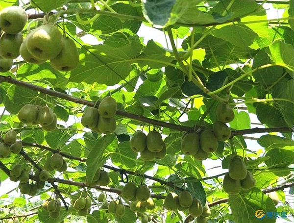 里贝里宴沃水溶肥在猕猴桃上使用