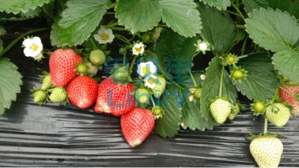草莓施肥用什么肥料好-宴沃安徽草莓