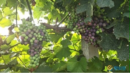 葡萄全年施肥方案，种植小白看过来！