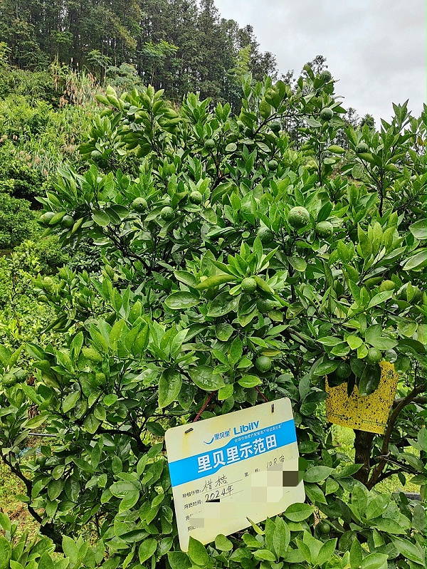 水溶肥厂家—福建张总