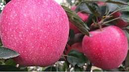 生根剂怎么用？能让苹果高产？