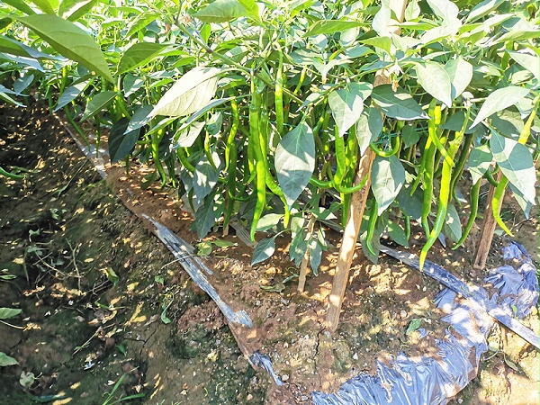 微生物菌剂哪家好