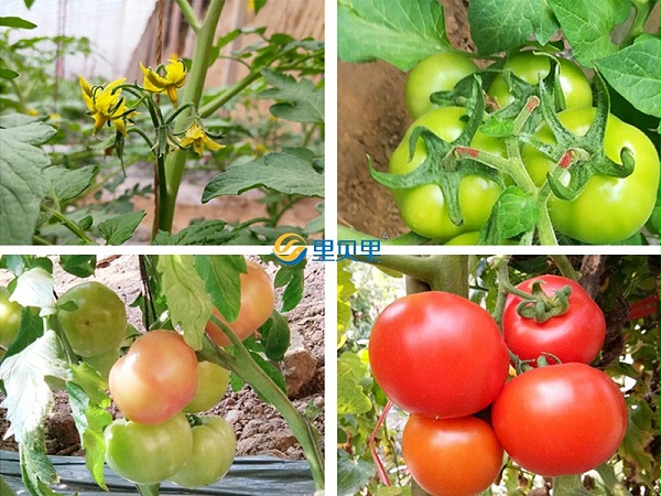 番茄适合什么肥料-宴沃