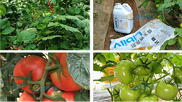 水溶肥在番茄上如何使用？答案在这