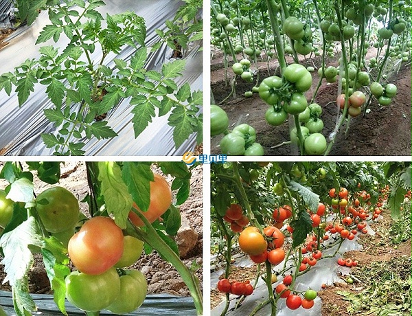 大棚西红柿如何用肥长得好