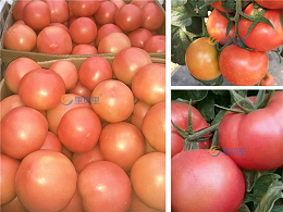 磷酸二氢钾的效果，番茄种植户的见证