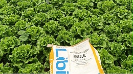 大棚蔬菜种植，冬季低温怎么办？