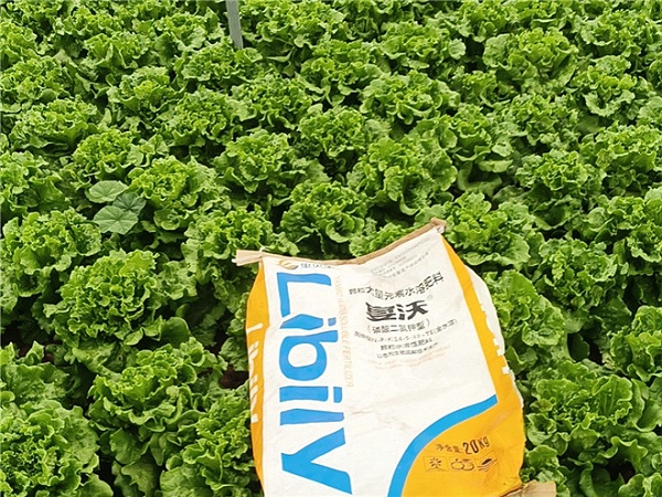 蔬菜-李总意大利生菜