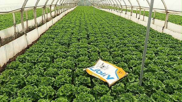 2023.7.30云南嵩明种植户：李总意大利生菜生长期产品：高钾颗粒大量元素反馈：意大利冲施宴沃肥4天后效果明显，整体长势好，色泽好，客户非常满意。 (6)