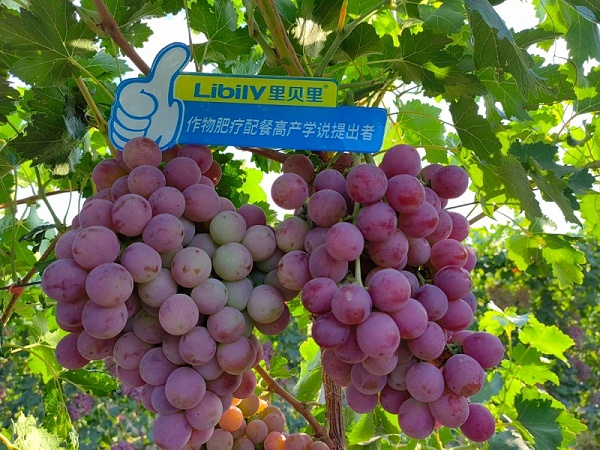 里贝里配餐肥—新疆刘总葡萄