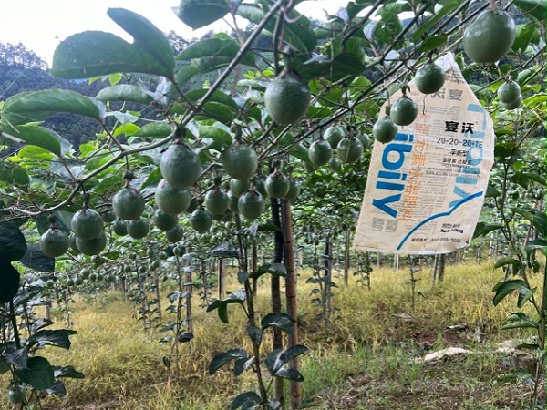 里贝里配餐肥—广东邵老板百香果