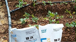 土壤板结有哪些危害？该如何改良