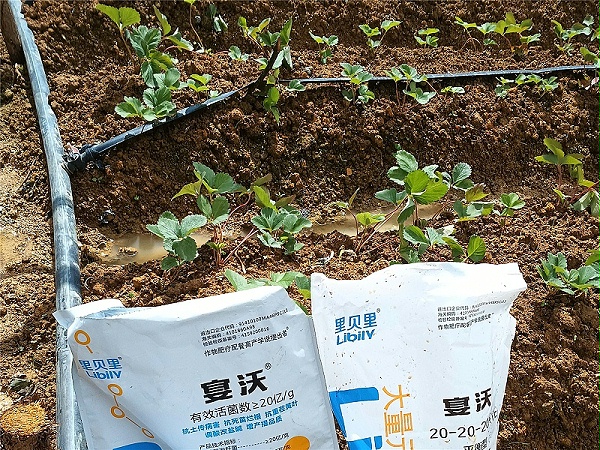2023.9.18云南松老板草莓+定植期产品：宴沃微生物菌剂+生根剂定植第一次使用生根剂+菌剂，调节土壤盐分，促成活，缓苗快！ (6)_副本